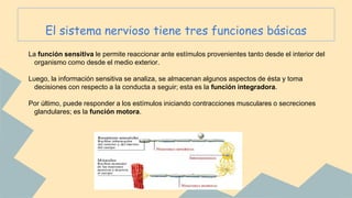El sistema nervioso tiene tres funciones básicas
La función sensitiva le permite reaccionar ante estímulos provenientes tanto desde el interior del
organismo como desde el medio exterior.
Luego, la información sensitiva se analiza, se almacenan algunos aspectos de ésta y toma
decisiones con respecto a la conducta a seguir; esta es la función integradora.
Por último, puede responder a los estímulos iniciando contracciones musculares o secreciones
glandulares; es la función motora.
 