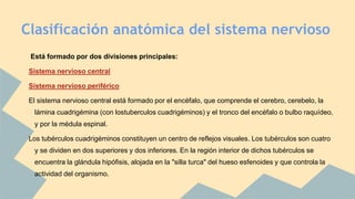 Clasificación anatómica del sistema nervioso
Está formado por dos divisiones principales:
Sistema nervioso central
Sistema nervioso periférico
El sistema nervioso central está formado por el encéfalo, que comprende el cerebro, cerebelo, la
lámina cuadrigémina (con lostuberculos cuadrigéminos) y el tronco del encéfalo o bulbo raquídeo,
y por la médula espinal.
Los tubérculos cuadrigéminos constituyen un centro de reflejos visuales. Los tubérculos son cuatro
y se dividen en dos superiores y dos inferiores. En la región interior de dichos tubérculos se
encuentra la glándula hipófisis, alojada en la "silla turca" del hueso esfenoides y que controla la
actividad del organismo.
 