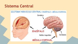 Sistema Central
 