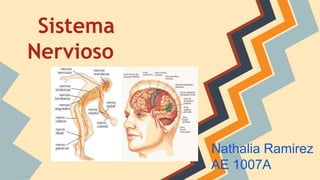 Sistema
Nervioso
Nathalia Ramirez
AE 1007A
 