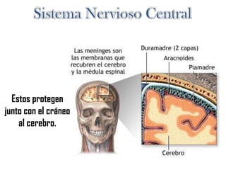 Estos protegen
junto con el cráneo
al cerebro.
 
