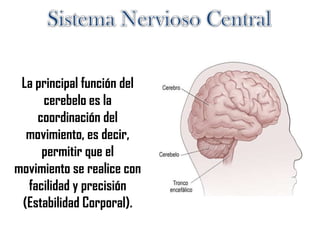 La principal función del
cerebelo es la
coordinación del
movimiento, es decir,
permitir que el
movimiento se realice con
facilidad y precisión
(Estabilidad Corporal).
 