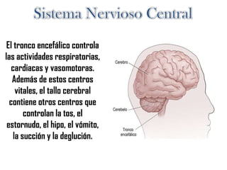 El tronco encefálico controla
las actividades respiratorias,
cardiacas y vasomotoras.
Además de estos centros
vitales, el tallo cerebral
contiene otros centros que
controlan la tos, el
estornudo, el hipo, el vómito,
la succión y la deglución.
 