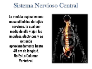 La medula espinal es una
masa cilíndrica de tejido
nervioso, la cual por
medio de ella viajan los
impulsos eléctricos y se
extiende
aproximadamente hasta
45 cm de longitud.
No Es La Columna
Vertebral.
 