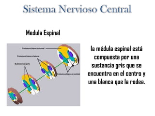 Medula Espinal
la médula espinal está
compuesta por una
sustancia gris que se
encuentra en el centro y
una blanca que la rodea.
 