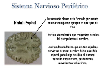 La sustancia blanca está formada por axones
de neuronas que se agrupan en dos tipos de
vías:
Las vías ascendentes, que transmiten señales
del cuerpo hasta el cerebro.
Las vías descendentes, que emiten impulsos
nerviosos desde el cerebro hacia la médula
espinal, para luego de allí ir al sistema
músculo-esqueléticos, produciendo
movimientos voluntarios.
Medula Espinal
 