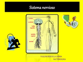 Sistema nervioso
PAULINABERDELLASIERRA
BACTERIOLOGA
 