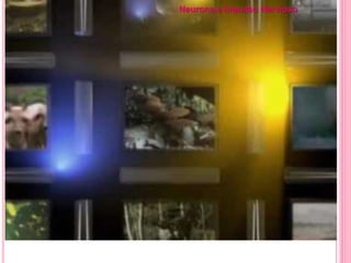 Neurona e Impulso Nervioso
 