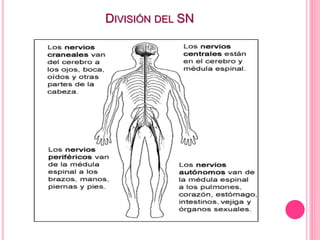 DIVISIÓN DEL SN
 