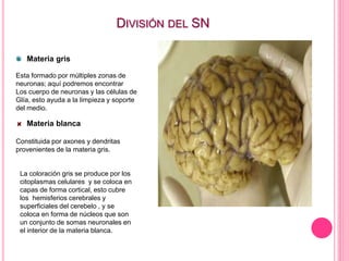 DIVISIÓN DEL SN
Materia gris
Esta formado por múltiples zonas de
neuronas; aquí podremos encontrar
Los cuerpo de neuronas y las células de
Glía, esto ayuda a la limpieza y soporte
del medio.
Materia blanca
Constituida por axones y dendritas
provenientes de la materia gris.
La coloración gris se produce por los
citoplasmas celulares y se coloca en
capas de forma cortical, esto cubre
los hemisferios cerebrales y
superficiales del cerebelo , y se
coloca en forma de núcleos que son
un conjunto de somas neuronales en
el interior de la materia blanca.
 