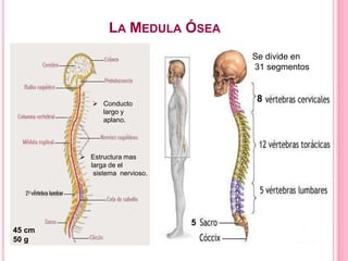 LA MEDULA ÓSEA
45 cm
50 g
 Conducto
largo y
aplano.
 Estructura mas
larga de el
sistema nervioso.
8
5
Se divide en
31 segmentos
 