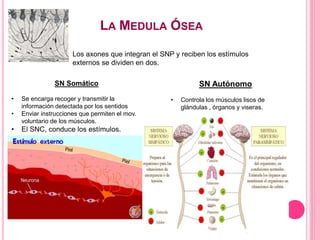 LA MEDULA ÓSEA
Los axones que integran el SNP y reciben los estímulos
externos se dividen en dos.
SN Somático
• Se encarga recoger y transmitir la
información detectada por los sentidos
• Enviar instrucciones que permiten el mov.
voluntario de los músculos.
• El SNC, conduce los estímulos.
SN Autónomo
• Controla los músculos lisos de
glándulas , órganos y viseras.
 