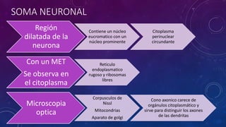 SOMA NEURONAL 
Región 
dilatada de la 
neurona 
Contiene un núcleo 
eucromatico con un 
núcleo prominente 
Citoplasma 
perinuclear 
circundante 
Con un MET 
Se observa en 
el citoplasma 
Reticulo 
endoplasmatico 
rugoso y ribosomas 
libres 
Microscopia 
optica 
Corpusculos de 
Nissl 
Mitocondrias 
Aparato de golgi 
Cono axonico carece de 
orgánulos citoplasmático y 
sirve para distinguir los axones 
de las dendritas 
 
