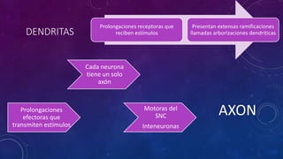 DENDRITAS 
Prolongaciones receptoras que 
reciben estímulos 
Presentan extensas ramificaciones 
llamadas arborizaciones dendriticas 
Prolongaciones 
efectoras que 
transmiten estimulos 
Cada neurona 
tiene un solo 
axón 
Motoras del 
SNC 
Inteneuronas 
AXON 
 