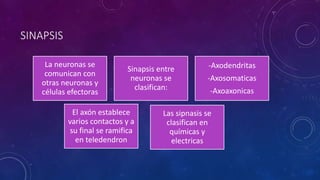 SINAPSIS 
La neuronas se 
comunican con 
otras neuronas y 
células efectoras 
Sinapsis entre 
neuronas se 
clasifican: 
-Axodendritas 
-Axosomaticas 
-Axoaxonicas 
Las sipnasis se 
clasifican en 
químicas y 
electricas 
El axón establece 
varios contactos y a 
su final se ramifica 
en teledendron 
 