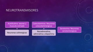 NEUROTRANSMISORES 
Acetilcolina: axones y 
musculo estriado 
Neuronas colinergicas 
Catecolaminas: Neuronas 
cotacolaminergicas 
Noradrenalina, 
adrenalina y dopamina 
Serotonina: Neuronas 
serotoninergicas 
 
