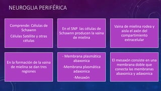 NEUROGLIA PERIFÉRICA 
Comprende: Células de 
Schawnn 
Células Satélite y otras 
células 
En el SNP las células de 
Schawnn producen la vaina 
de mielina 
Vaina de mielina rodea y 
aisla el axón del 
compartimiento 
extracelular 
En la formación de la vaina 
de mielina se dan tres 
regiones 
- Membrana plasmática 
abaxonica 
-Membrana plasmática 
adaxonica 
-Mesaxón 
El mesaxón consiste en una 
membrana doble que 
conecta las membranas 
abaxonica y adaxonica 
 