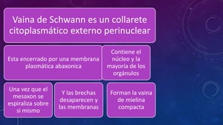 Vaina de Schwann es un collarete 
citoplasmático externo perinuclear 
Esta encerrado por una membrana 
plasmática abaxonica 
Una vez que el 
mesaxon se 
espiraliza sobre 
si mismo 
Y las brechas 
desaparecen y 
las membranas 
Contiene el 
núcleo y la 
mayoría de los 
orgánulos 
Forman la vaina 
de mielina 
compacta 
 