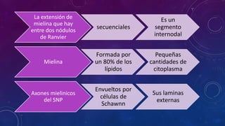 La extensión de 
mielina que hay 
entre dos nódulos 
de Ranvier 
secuenciales 
Es un 
segmento 
internodal 
Mielina 
Formada por 
un 80% de los 
lípidos 
Pequeñas 
cantidades de 
citoplasma 
Axones mielinicos 
del SNP 
Envueltos por 
células de 
Schawnn 
Sus laminas 
externas 
 