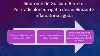 Síndrome de Guillain- Barre o 
Polirradiculoneuropatia desmielinizante 
Enfermedad graves mas 
comunes del SNP. 
Examen microscópico de 
fibras nerviosas 
Gran acumulación de 
linfocitos, macrófagos y 
plasmocitos alrededor de 
los axones 
inflamatoria aguda 
 
