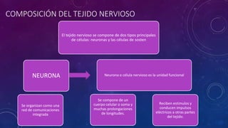 COMPOSICIÓN DEL TEJIDO NERVIOSO 
Neurona o célula nervioso es la unidad funcional 
Se organizan como una 
red de comunicaciones 
integrada 
Reciben estimulos y 
conducen impulsos 
eléctricos a otras partes 
del tejido. 
Se compone de un 
cuerpo celular o soma y 
muchas prolongaciones 
de longitudes. 
NEURONA 
El tejido nervioso se compone de dos tipos principales 
de células: neuronas y las células de sosten 
 