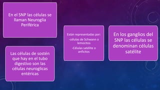 En el SNP las células se 
llaman Neuroglia 
Periférica 
Están representadas por: 
-células de Schwann o 
lemocitos 
-Células satélite o 
anficitos Las células de sostén 
que hay en el tubo 
digestivo son las 
células neuroglicas 
entéricas 
En los ganglios del 
SNP las células se 
denominan células 
satélite 
 