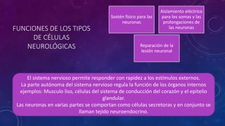 FUNCIONES DE LOS TIPOS 
DE CÉLULAS 
NEUROLÓGICAS 
Sostén físico para las 
neuronas 
Aislamiento eléctrico 
para los somas y las 
prolongaciones de 
las neuronas 
Reparación de la 
lesión neuronal 
El sistema nervioso permite responder con rapidez a los estímulos externos. 
La parte autónoma del sistema nervioso regula la función de los órganos internos 
ejemplos: Musculo liso, células del sistema de conducción del corazón y el epitelio 
glandular. 
Las neuronas en varias partes se comportan como células secretoras y en conjunto se 
llaman tejido neuroendocrino. 
 