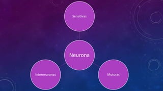 Sensitivas 
Neurona 
Interneuronas Motoras 
 