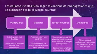 Las neuronas se clasifican según la cantidad de prolongaciones que 
se extienden desde el cuerpo neuronal 
Multipolares Bipolares Seudounipolares Unipolares 
Un axón y dos o mas 
dendritas 
Constituyen Las neuronas 
motoras y las 
interneuronas 
Poseen un axón y una 
dendrita. 
Son infrecuentes, se 
asocian con los receptores 
de los sentidos. 
Tienen una sola 
prolongación y son típicas 
de los ganglios de los 
invertebrados. 
Tienen una prolongación, 
el axón se divide cerca del 
soma neuronal en 2 largas 
prolongaciones 
Son neuronas sensitivas 
ubicadas cerca del SNC 
 