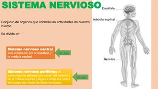 SISTEMA NERVIOSO 
Conjunto de órganos que controla las actividades de nuestro 
cuerpo. 
Se divide en: 
Sistema nervioso central 
está constituido por el encéfalo y 
la médula espinal. 
Clic aquí 
Sistema nervioso periférico lo 
conforman los nervios que nacen del cerebro y 
de la médula espinal y llegan a todas las partes 
del cuerpo por medio de fibras nerviosas. 
Clic aquí 
 