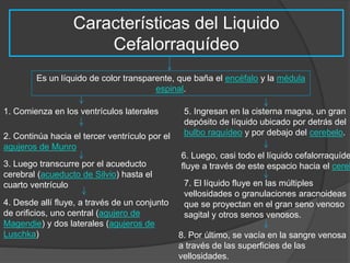Características del Liquido 
Cefalorraquídeo 
Es un líquido de color transparente, que baña el encéfalo y la médula 
espinal. 
1. Comienza en los ventrículos laterales 
2. Continúa hacia el tercer ventrículo por el 
agujeros de Munro 
3. Luego transcurre por el acueducto 
cerebral (acueducto de Silvio) hasta el 
cuarto ventrículo 
4. Desde allí fluye, a través de un conjunto 
de orificios, uno central (agujero de 
Magendie) y dos laterales (agujeros de 
Luschka) 
5. Ingresan en la cisterna magna, un gran 
depósito de líquido ubicado por detrás del 
bulbo raquídeo y por debajo del cerebelo. 
6. Luego, casi todo el líquido cefalorraquídeo 
fluye a través de este espacio hacia el cerebro 
7. El líquido fluye en las múltiples 
vellosidades o granulaciones aracnoideas 
que se proyectan en el gran seno venoso 
sagital y otros senos venosos. 
8. Por último, se vacía en la sangre venosa 
a través de las superficies de las 
vellosidades. 
 