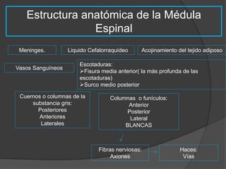 Estructura anatómica de la Médula 
Espinal 
Meninges. Liquido Cefalorraquídeo Acojinamiento del tejido adiposo 
Vasos Sanguíneos 
Escotaduras: 
Fisura media anterior( la más profunda de las 
escotaduras) 
Surco medio posterior 
Cuernos o columnas de la 
substancia gris: 
Posteriores 
Anteriores 
Laterales 
Columnas o funículos: 
Anterior 
Posterior 
Lateral 
BLANCAS 
Fibras nerviosas: 
Axiones 
Haces: 
Vías 
 