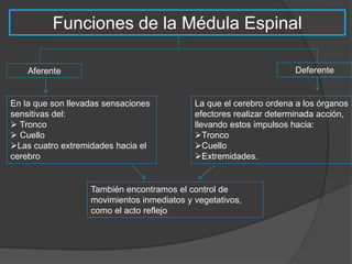 Funciones de la Médula Espinal 
Aferente Deferente 
En la que son llevadas sensaciones 
sensitivas del: 
 Tronco 
 Cuello 
Las cuatro extremidades hacia el 
cerebro 
La que el cerebro ordena a los órganos 
efectores realizar determinada acción, 
llevando estos impulsos hacia: 
Tronco 
Cuello 
Extremidades. 
También encontramos el control de 
movimientos inmediatos y vegetativos, 
como el acto reflejo 
 