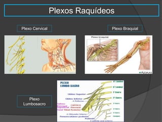 Plexos Raquídeos 
Plexo Cervical Plexo Braquial 
Plexo 
Lumbosacro 
 