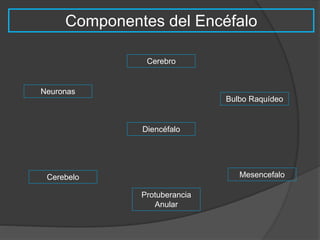 Componentes del Encéfalo 
Neuronas 
Cerebro 
Diencéfalo 
Cerebelo 
Bulbo Raquídeo 
Protuberancia 
Anular 
Mesencefalo 
 