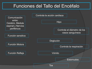 Funciones del Tallo del Encéfalo 
Comunicación 
entre: 
Cerebro, Medula 
espinal y Nervios 
periféricos 
Función sensitiva 
Controla la acción cardiaca 
Deglución 
Función Motora 
Función Refleja 
Controla el diámetro de los 
vasos sanguíneos 
Controla la respiración 
Vómito 
Tos 
Hipo 
Estornudos 
 