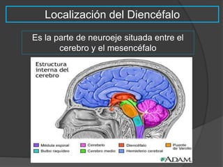 Localización del Diencéfalo 
Es la parte de neuroeje situada entre el 
cerebro y el mesencéfalo 
 