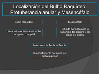 Localización del Bulbo Raquídeo, 
Protuberancia anular y Mesencéfalo 
Bulbo Raquídeo 
Ubicado inmediatamente arriba 
del agujero occipital 
Mesencéfalo 
Situado por debajo de la 
superficie del cerebro y por 
arriba del puente 
Protuberancia Anular o Puente 
Inmediatamente por arriba del 
bulbo raquídeo 
 