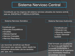 Sistema Nervioso Central 
Constituido por los órganos del sistema nervioso ubicados de manera central, 
esto es, ENCEFALO Y MÉDULA ESPINAL 
Sistema Nervioso Somático 
Constituido por: 
Músculos Esqueléticos 
Encéfalo 
Médula Espinal 
Nervios Craneales 
Nervios Raquídeos 
Sistema Nervioso Autónomo 
Constituido por: 
Músculo Liso 
Musculo cardiaco 
Tejido Glandular 
Epitelial 
Está formado por el conjunto 
de neuronas que regulan las 
funciones involuntarias o 
inconscientes en el organismo 
(p.e. movimiento intestinal, 
sensibilidad visceral). 
Las neuronas sensitivas que llevan 
información (por ejemplo, dolor) desde los 
receptores sensoriales (de los sentidos: 
piel, ojos, etc.) 
 