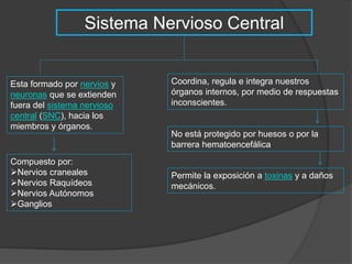 Sistema Nervioso Central 
Esta formado por nervios y 
neuronas que se extienden 
fuera del sistema nervioso 
central (SNC), hacia los 
miembros y órganos. 
Compuesto por: 
Nervios craneales 
Nervios Raquídeos 
Nervios Autónomos 
Ganglios 
Coordina, regula e integra nuestros 
órganos internos, por medio de respuestas 
inconscientes. 
No está protegido por huesos o por la 
barrera hematoencefálica 
Permite la exposición a toxinas y a daños 
mecánicos. 
 