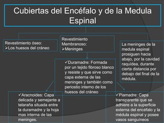 Cubiertas del Encéfalo y de la Medula 
Espinal 
La meninges de la 
medula espinal 
prosiguen hacia 
abajo, por la cavidad 
raquídea, durante 
cierta distancia por 
debajo del final de la 
médula. 
Revestimiento óseo: 
Los huesos del cráneo 
Revestimiento 
Membranoso: 
Meninges 
Duramadre: Formada 
por un tejido fibroso blanco 
y resiste y que sirve como 
capa externa de las 
meninges y también como 
periostio interno de los 
huesos del cráneo 
Aracnoides: Capa 
delicada y semejante a 
telaraña situada entre 
la duramadre y la hoja 
mas interna de las 
meninges. 
Piamadre: Capa 
transparente que se 
adhiere a la superficie 
externa del encéfalo y la 
médula espinal y posee 
vasos sanguíneos 
 