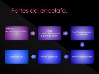 Medula.
•Conecta con el craneo. Mide
aproximadamente
3.8 cm de largo.
Controla funsiones
corporales.
Presion sanguinea.Ritmo cardiaco.Respiracion.
 