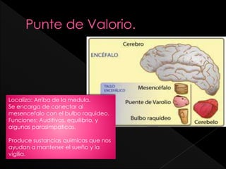 Localiza: Arriba de la medula.
Se encarga de conectar al
mesencefalo con el bulbo raquideo.
Funciones: Auditivas, equilibrio, y
algunas parasimpaticas.
Produce sustancias quimicas que nos
ayudan a mantener el sueño y la
vigilia.
 