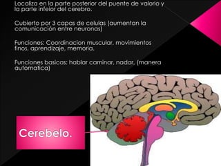 Localiza en la parte posterior del puente de valorio y
la parte infeior del cerebro.
Cubierto por 3 capas de celulas (aumentan la
comunicación entre neuronas)
Funciones: Coordinacion muscular, movimientos
finos, aprendizaje, memoria.
Funciones basicas: hablar caminar, nadar, (manera
automatica)
 