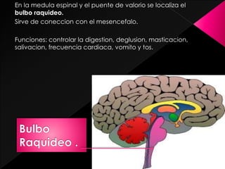 En la medula espinal y el puente de valorio se localiza el
bulbo raquideo.
Sirve de coneccion con el mesencefalo.
Funciones: controlar la digestion, deglusion, masticacion,
salivacion, frecuencia cardiaca, vomito y tos.
 