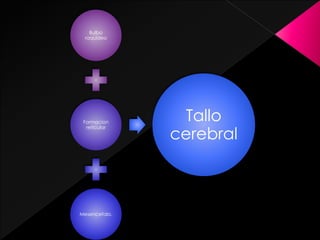 Bulbo
raquideo
Formacion
reticular
Mesencefalo.
Tallo
cerebral
 