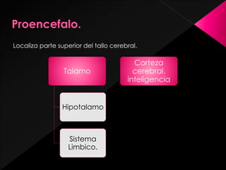 Localiza parte superior del tallo cerebral.
Talamo
Hipotalamo
Sistema
Limbico.
Corteza
cerebral.
inteligencia
 