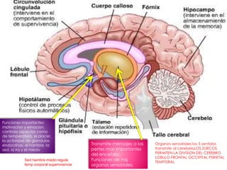 Transmite mensajes a las
pertes mas importantes
del encefalo.
Funciones de msj
organos sensoriales.
Funciones importantes:
motivacion y emocion,
controla aspectos como
de temperatura, el placer,
la actividad de glandulas
endocrinas, el hambre, la
sed, la ira y el miedo
Sed hambre miedo regula
temp corporal supervivencia
Organos sensoriales los 5 sentidos
transmite al cerebeloLOS ZURCOS
PERMITEN LA DIVISION DEL CEREBRO
LOBULO FRONTAL OCCIPITAL PSRIETAL
TEMPORAL
 