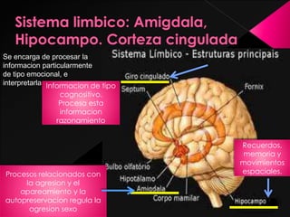 Se encarga de procesar la
informacion particularmente
de tipo emocional, e
interpretarla
Procesos relacionados con
la agresion y el
apareamiento y la
autopreservacion regula la
agresion sexo
Recuerdos,
memoria y
movimientos
espaciales.
Informacion de tipo
cognositivo.
Procesa esta
informacion
razonamiento
 