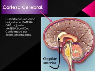 Cubierta por una capa
delgada de MATERIA
GRIS, bajo ella
MATERIA BLANCA.
Conformada por
axones mielinizados.
 